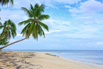 Caribbean sea and green palm tree. Summer sea landscape .