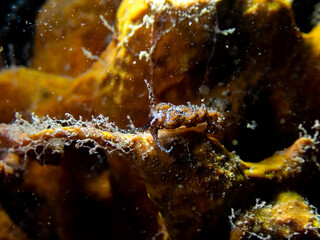 Nudibranch Facelina fusca in Mediterranean sea on a yellow sponge