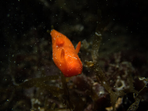 Orange version of Nudibranch Discodoris rosi - Rostanga rosi, Mediterranean sea 