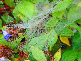 spiderweb