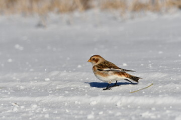 Snow bunting bird stands on a snow covered country road