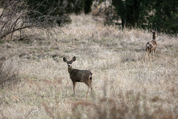 Mule Deer in the California Dry Hills Foraging for Food in the Grass and Browsing in the Field