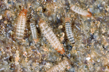 Larvae of Trogoderma glabrum is the skin beetles in the family Dermestidae. It is a dangerous pest of stored animal and plant products.
