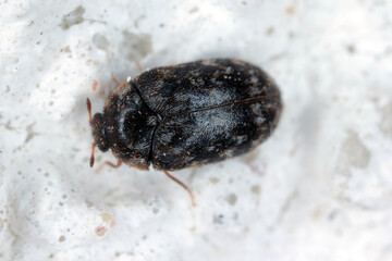 Feale of Trogoderma glabrum from the family Dermestidae a skin beetles. It is a dangerous pest of stored animal and plant products.