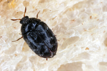 Trogoderma glabrum is the skin beetles in the family Dermestidae,