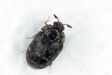 Male of Trogoderma glabrum from the family Dermestidae a skin beetles. It is a dangerous pest of stored animal and plant products.