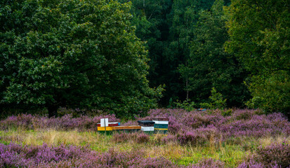 Bee hives with various trees and purple blooming heath
