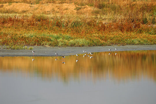 Black winged Stilt birds in group with beautiful water reflection on lake Gaborone Botswana Southern Africa