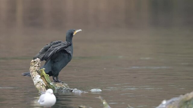 A cormorant resting on branch, cloudy day in winter