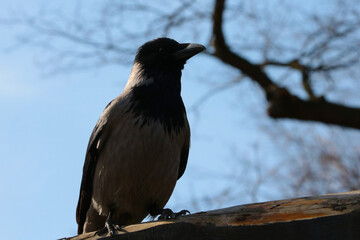 Close-up of a crow sitting in a tree.