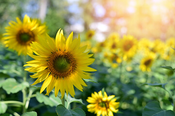 Fresh Sunflower blooming in the morning sun shine with nature background in the garden, Thailand.