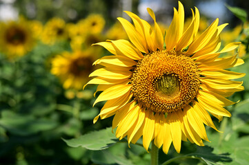 Fototapeta premium Fresh Sunflower blooming in the morning sun shine with nature background in the garden, Thailand.