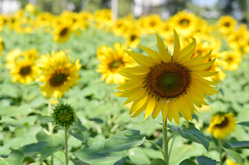 Obraz premium Fresh Sunflower blooming in the morning sun shine with nature background in the garden, Thailand.