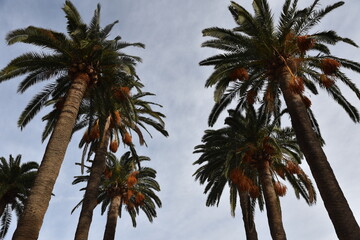 Fototapeta na wymiar Palmiers des Canaries