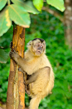pin monkey over green forest background