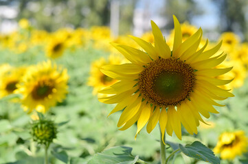 Fresh Sunflower blooming in the morning sun shine with nature background in the garden, Thailand.