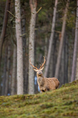 Red deer stag walking amongst the pine trees in the Cairngorms of Scotland