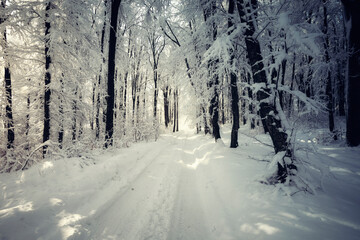 snowy forest road in winter