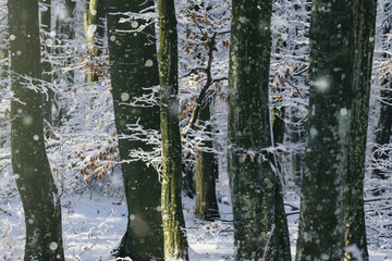 snow falling in the woods, winter detail