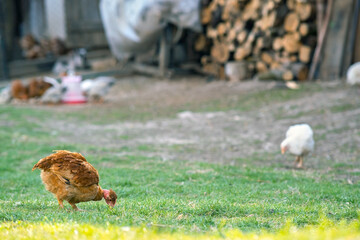 Hen feed on traditional rural barnyard. Close up of chicken standing on barn yard with green grass. Free range poultry farming concept.