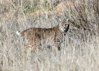 A Bobcat in the California Dry Hills Hunting For Food in Tall Grass and Blending in with Camouflage