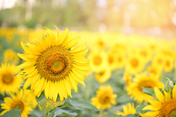Obraz premium Fresh Sunflower blooming in the morning sun shine with nature background in the garden, Thailand.
