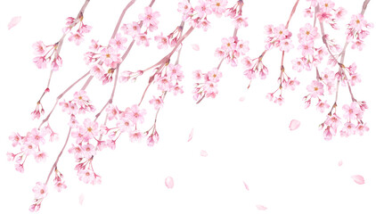 春の花：枝垂れ桜の花と散る花びらの水彩イラスト。バナー背景。
