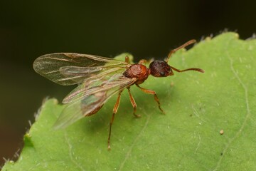 Ant Myrmica rubra with wings