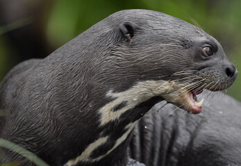 Giant otter with open mouth in the water. Giant River Otter, Pteronura brasiliensis. Natural habitat. Brazil