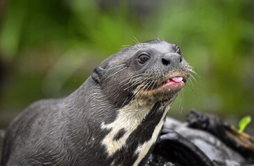 Giant otter with tongue out. Giant River Otter, Pteronura brasiliensis. Natural habitat. Brazil