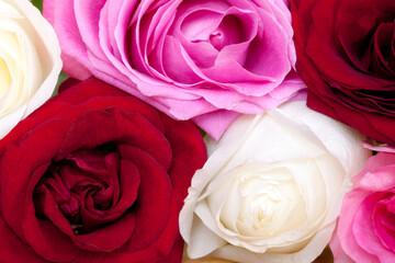 Pink Red White Roses For Valentine's Day