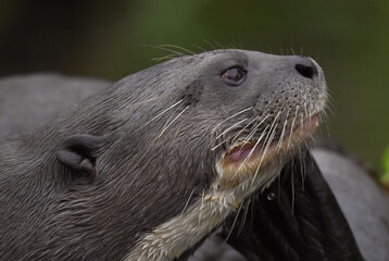 Giant otter in the water scratching. Giant River Otter, Pteronura brasiliensis. Natural habitat....