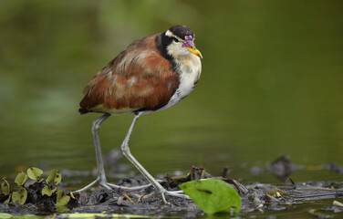 Wattled Jacana (Jacana jacana) walking on a  water  leaves. Natural green background. Natural habitat, Brazil