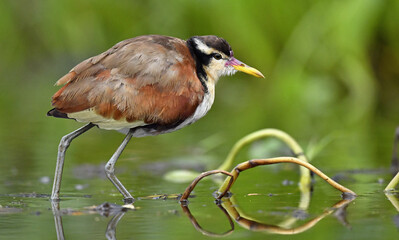 Wattled Jacana (Jacana jacana) walking on a  water  leaves. Natural green background. Natural habitat, Brazil