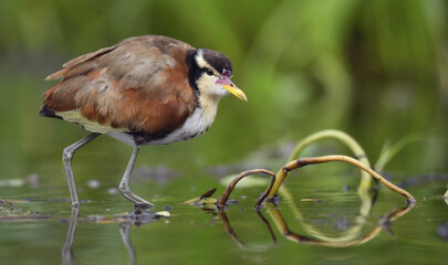 Wattled Jacana (Jacana jacana) walking on a  water  leaves. Natural green background. Natural habitat, Brazil