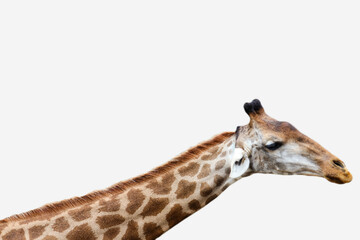 Neck and head of the giraffe isolated on white background