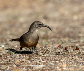 A Brown Thrasher Bird in the California Dry Hills Looking for Food in the Grass
