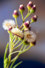 Macro photography of a wild asteraceae seed head, captured in a field near the colonial town of Villa de Leyva in central Colombia.