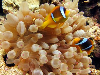 Fototapeta na wymiar Clown fish in aquarium