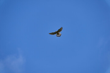 common kestrel, Falco tinnunculus, hovering over its prey