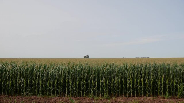 Maize Growing In Rows In A Field