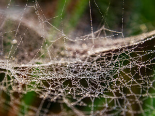 Macro photography of a spieder web covered in dew drops, captured near the colonial town of Villa de Leyva in central Colombia, very early in the morning.
