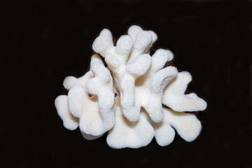 White Sango coral with beautiful branches on a black background. Marine animals mollusks corals...