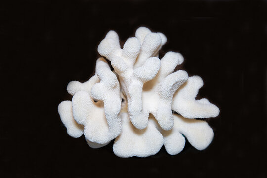 White Sango coral with beautiful branches on a black background. Marine animals mollusks corals ecology.