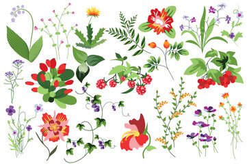 Flower and plants isolated set. Raspberry, rowan and other berries. Flowering garden and blooming wildflowers different types. Bundle of floral elements. Illustration in hand drawn design
