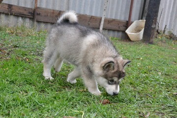 Fototapeta premium Alaskan Malamute on vacation in the summer