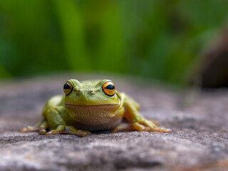Macro photography of a green dotted tree frog resting on a rock, near the colonial town of Villa de Leyva in central Colombia.