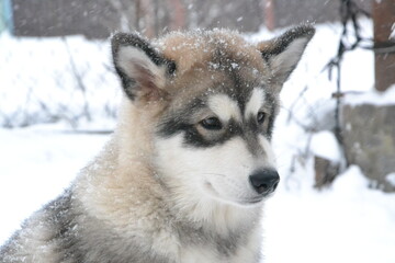 Alaskan malamute on vacation in winter