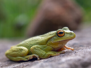Macro photography of a green dotted tree frog resting on a rock, near the colonial town of Villa de Leyva in central Colombia.