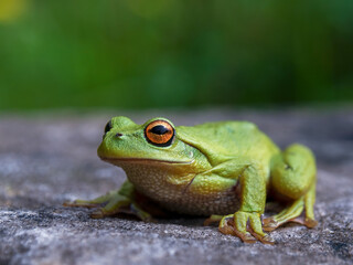 Macro photography of a green dotted tree frog resting on a rock, near the colonial town of Villa de...